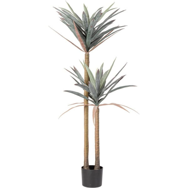 Pflanze Yucca 128