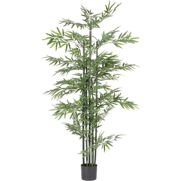Pflanze Bambus 190