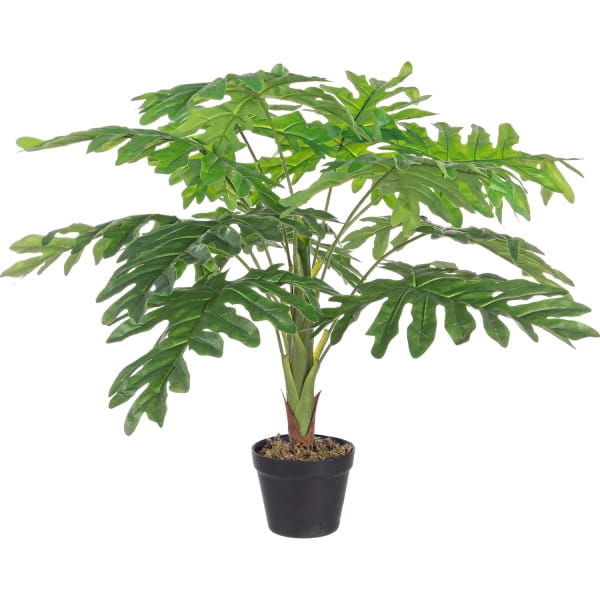 Pflanze Rändelphilodendron 12x90