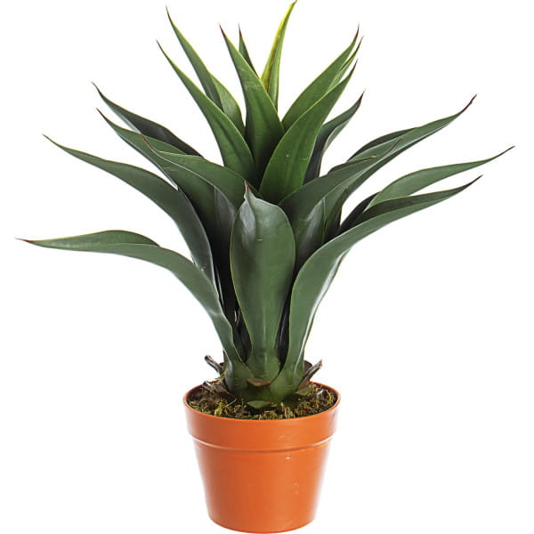 Pflanze Agave Höhe 60