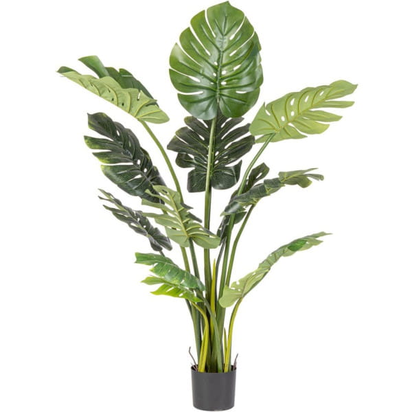Pflanze Philodendron 150