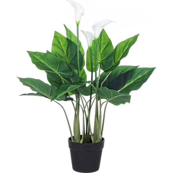Pflanze Calla Höhe 68