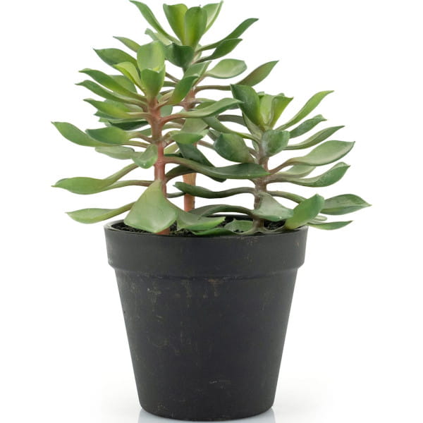 Kunstpflanze Succulent 3