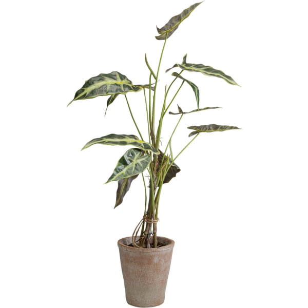 Deko Pflanze Alocasia 80