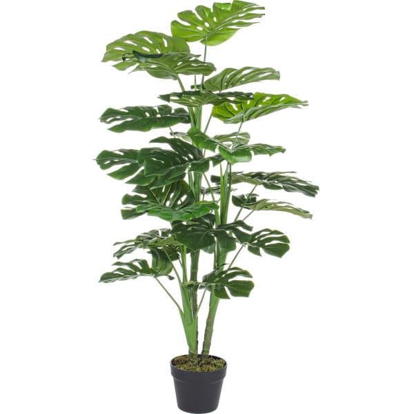 Pflanze Philodendron 120