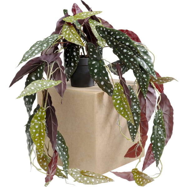 Deko Pflanze Begonia 45