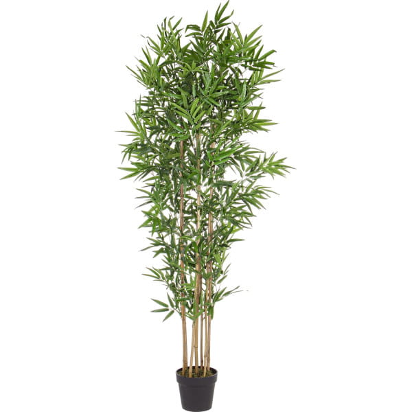 Bambus-Pflanze Höhe 185