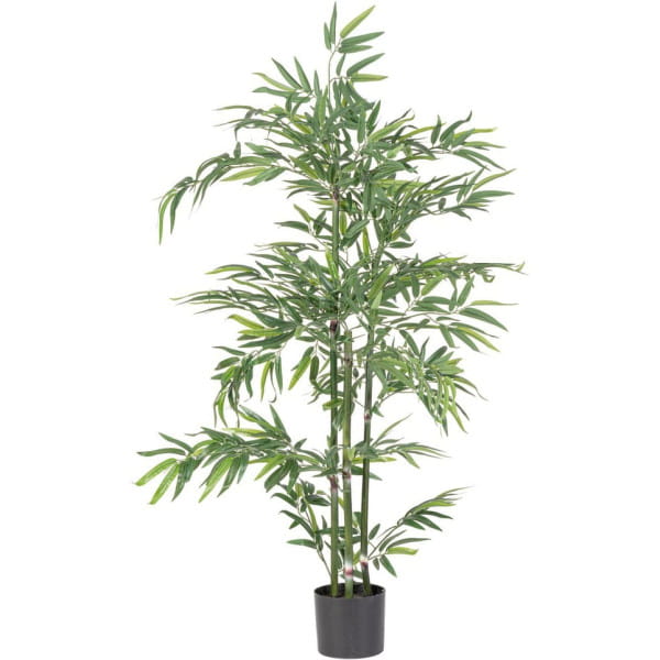 Pflanze Bambus 130