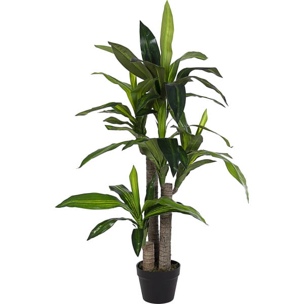 Pflanze Dracanea mit Vase 65 Blätter 80x110