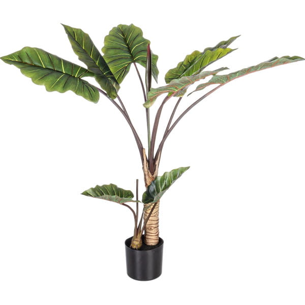 Pflanze Dieffenbachia mit Vase 10 Blätter