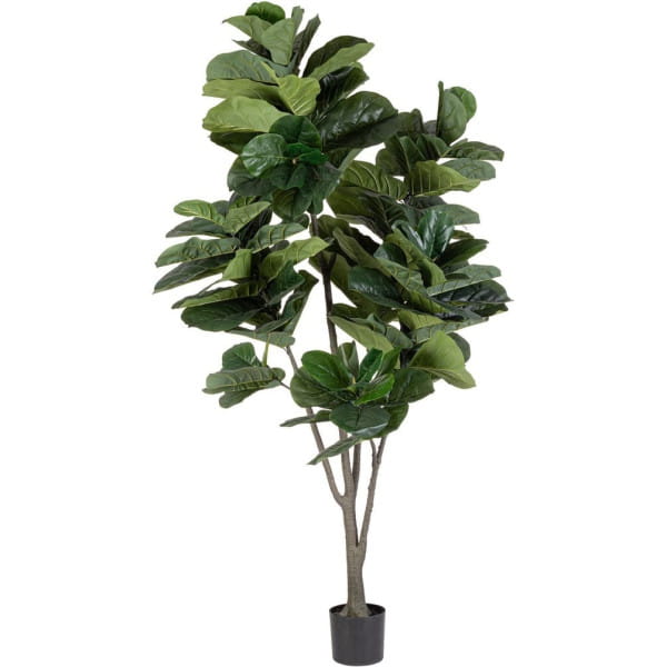 Pflanze Ficus Lyrata 230