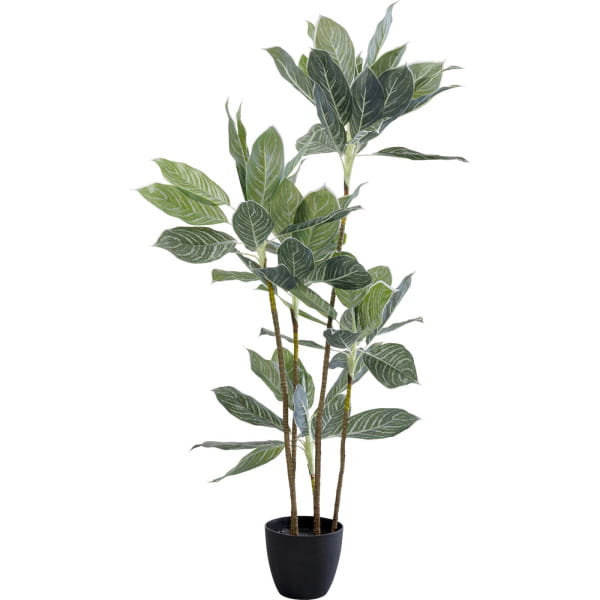 Deko Pflanze Calathea 140