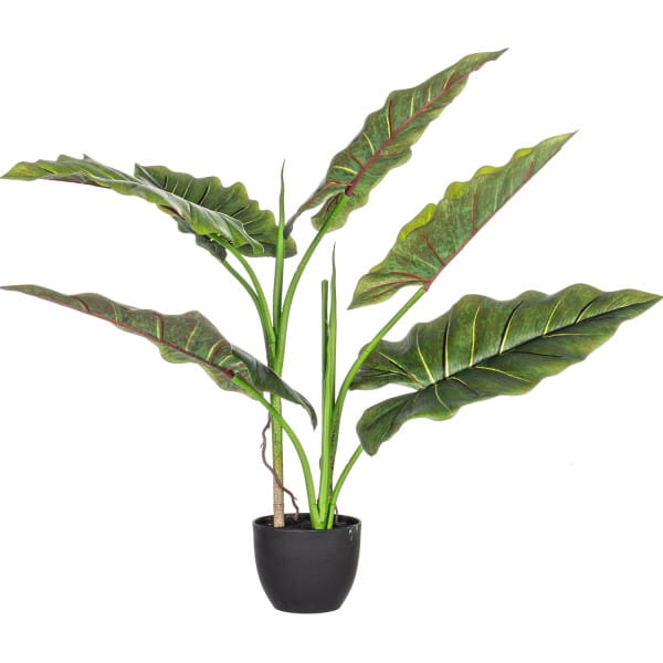 Pflanze Dieffenbachia mit Vase 7 Blätter
