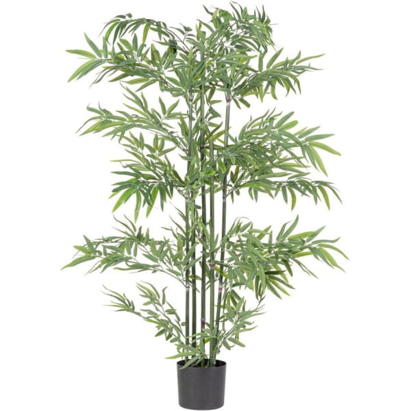 Pflanze Bambus 150
