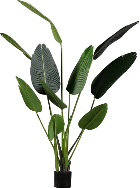 Deko Pflanze Strelitzia 164cm