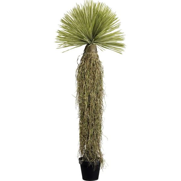 Deko Pflanze Yucca Rostrata 180