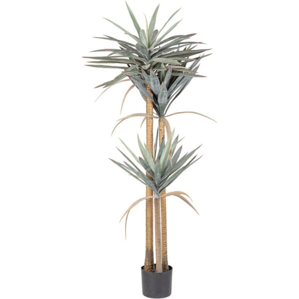 Pflanze Yucca 152