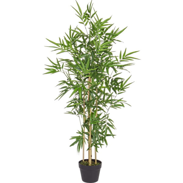 Bambus-Pflanze Höhe 130