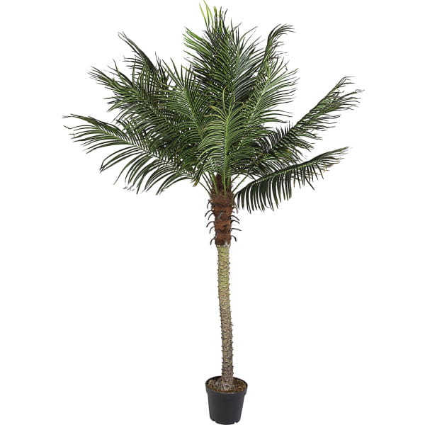 Palmenpflanze mit Vase 18 Blätter