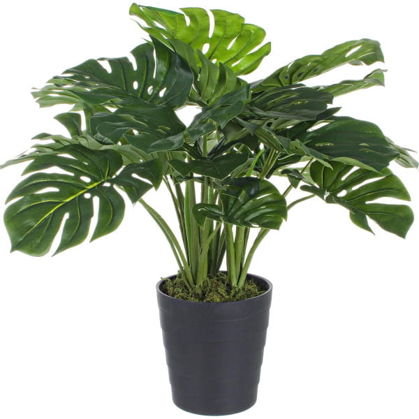 Pflanze Philodendron 65