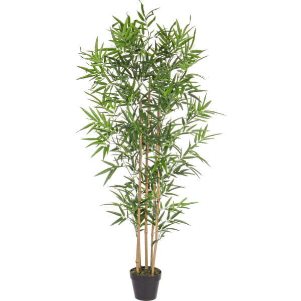 Bambus-Pflanze Höhe 155