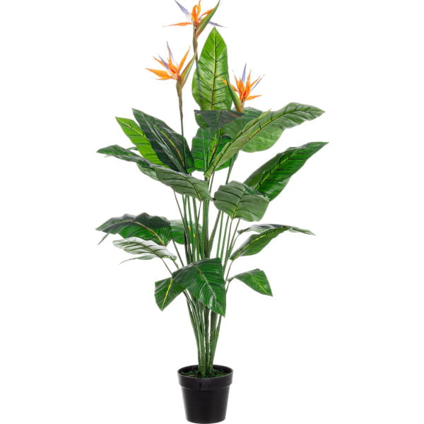 Pflanze Strelitzia mit Topf 25 Blätter