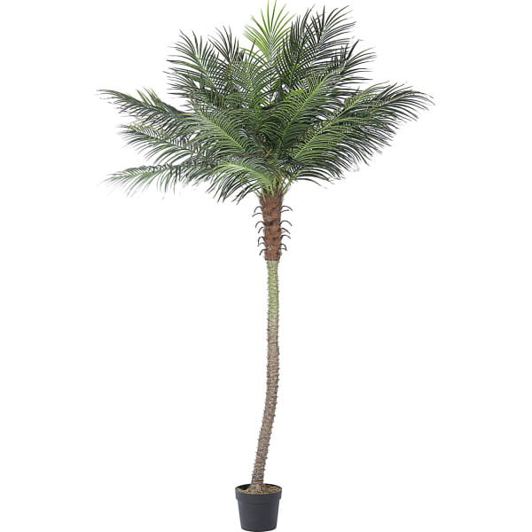 Palmenpflanze mit Vase 21 Blätter