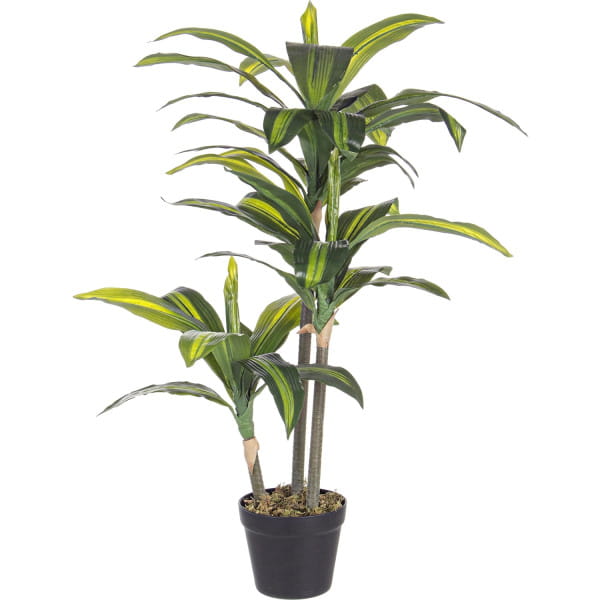 Pflanze Dracanea 43x88